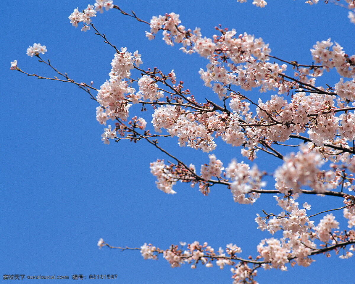 春暖花开 背景 风景 花 花草 花季 摄影图库 植物世界 自然风景 自然景观 花的季节