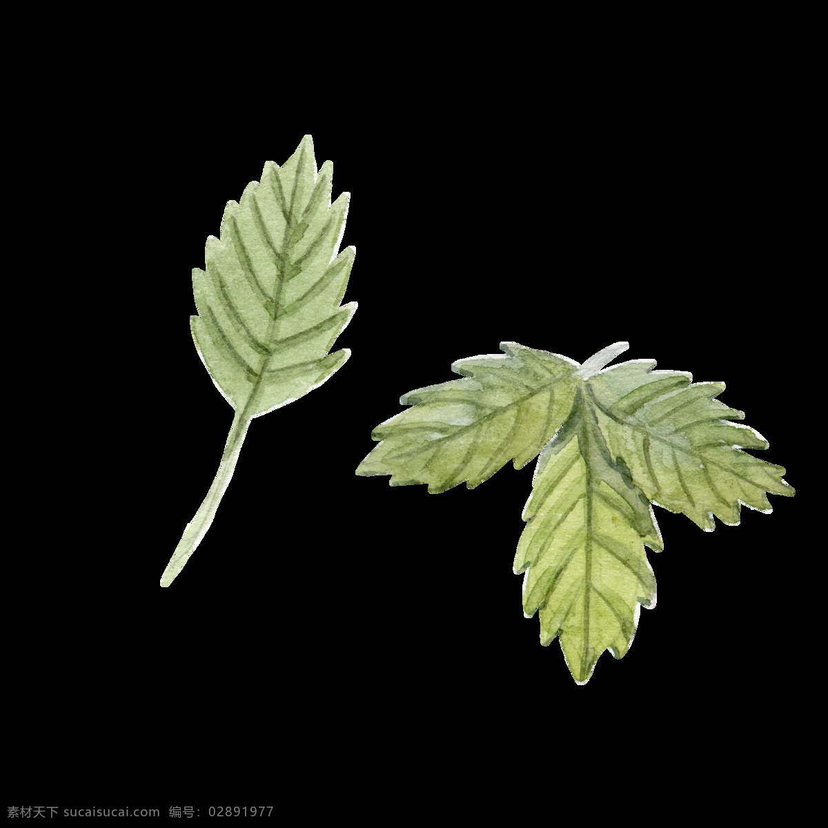 翠绿 树叶 卡通 透明 水彩 抠图专用 装饰 设计素材