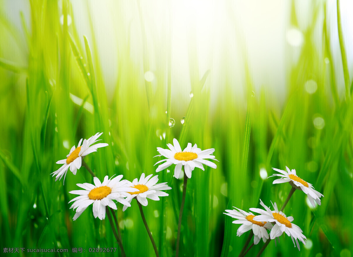 草丛 中 洋 甘 菊 洋甘菊 野菊 野花 花丛 阳光 沐浴阳光 露珠 水珠 风景 美景 绿植 植物 自然 清新 高清图片 花草树木 生物世界