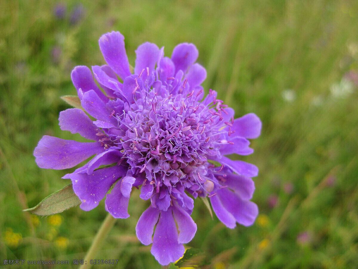 蓝盆花 一朵花 蓝色 绿色 阳光 微距 花花草草 花草 生物世界