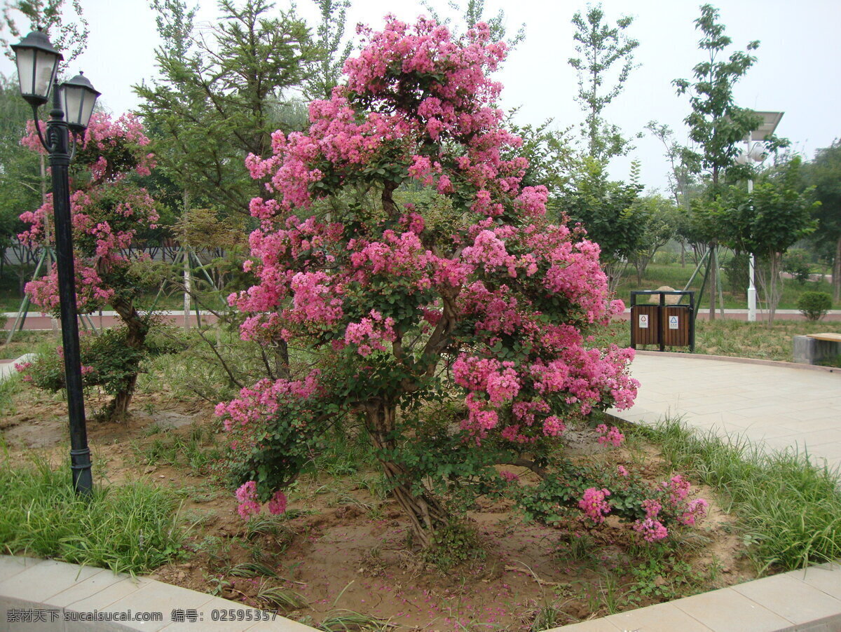 百日红桩景 百日红 紫薇 桩景 植物 成都园 花草 生物世界