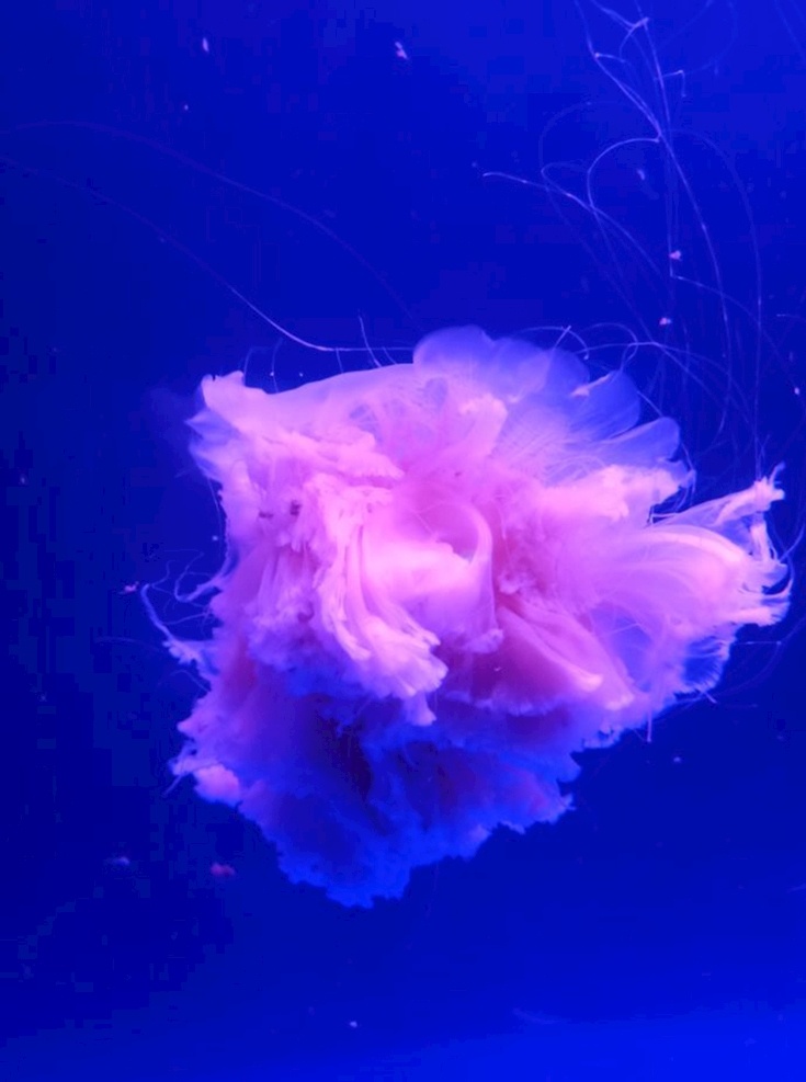 水母图片 粉色水母 自然景观 海洋馆 海洋动物 蓝色背景 生物世界 海洋生物