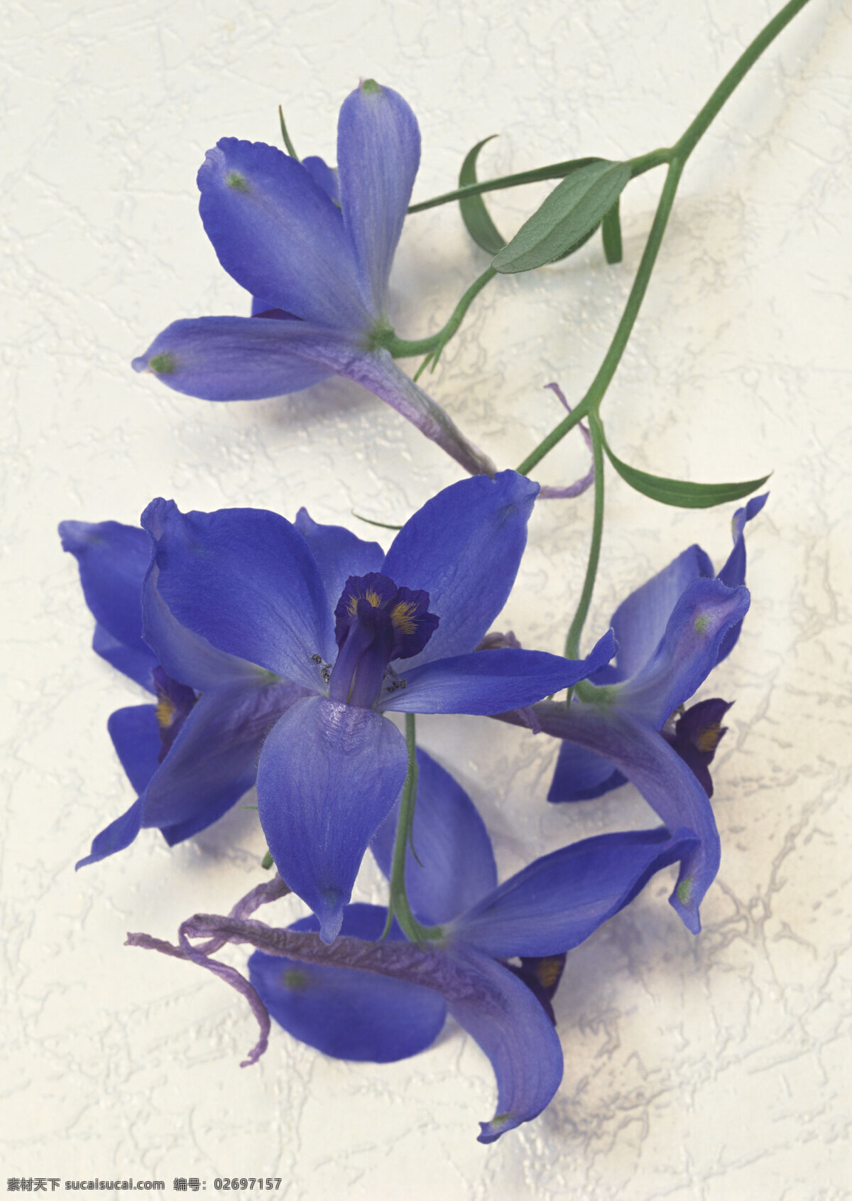 高清 花卉 图 生物世界