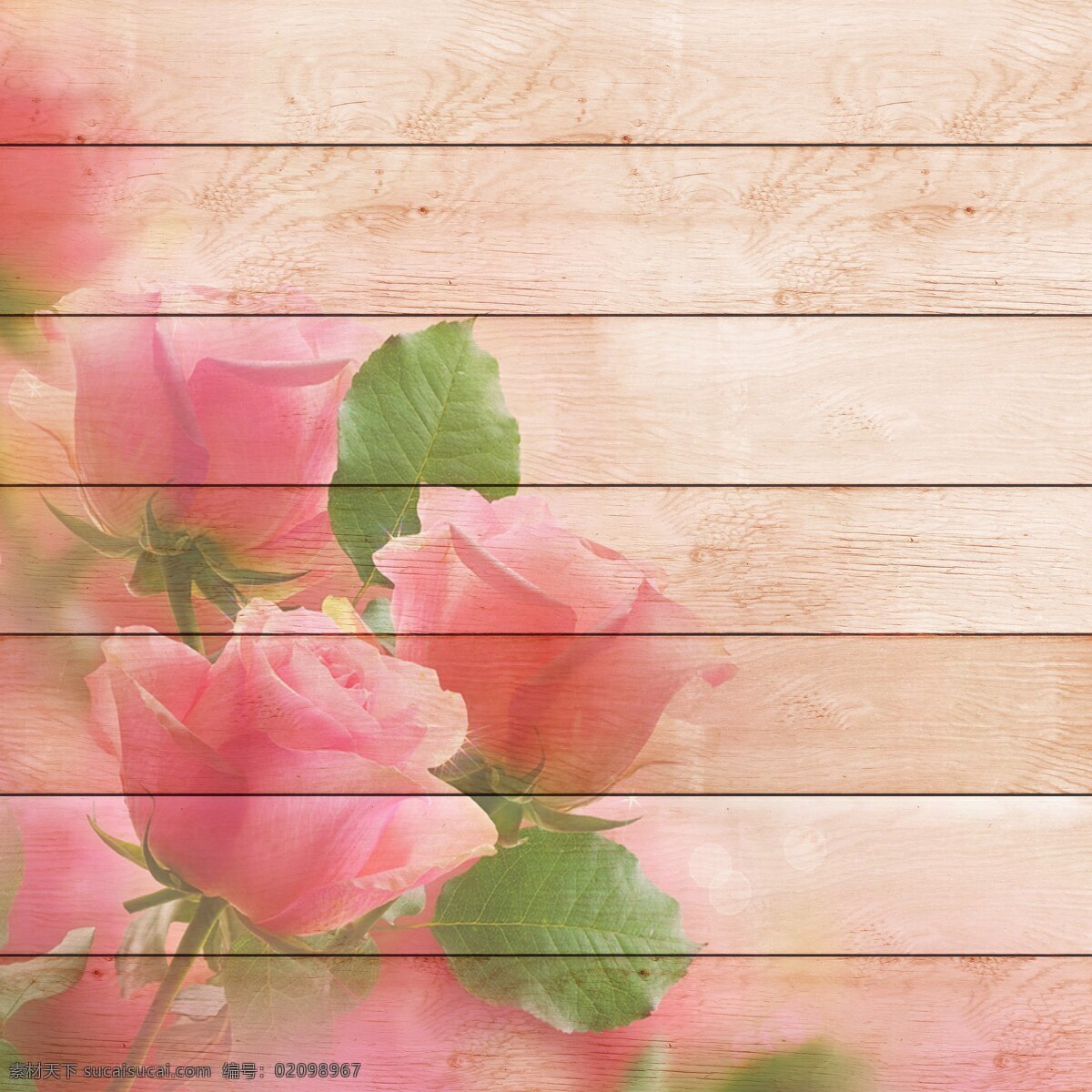 木板木材背景 模板 玫瑰花 背景 酿酒 鲜花 明信片 花的 问候语
