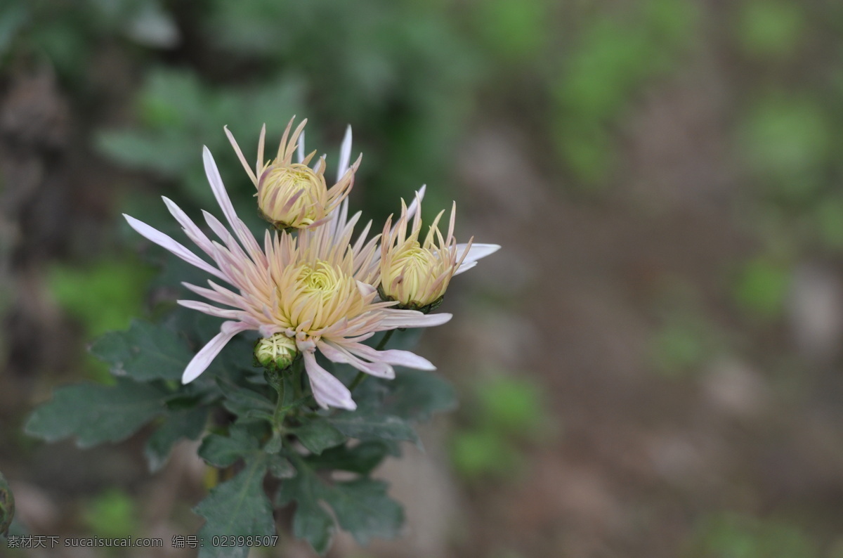 秋天 花园里 盛开 鲜花