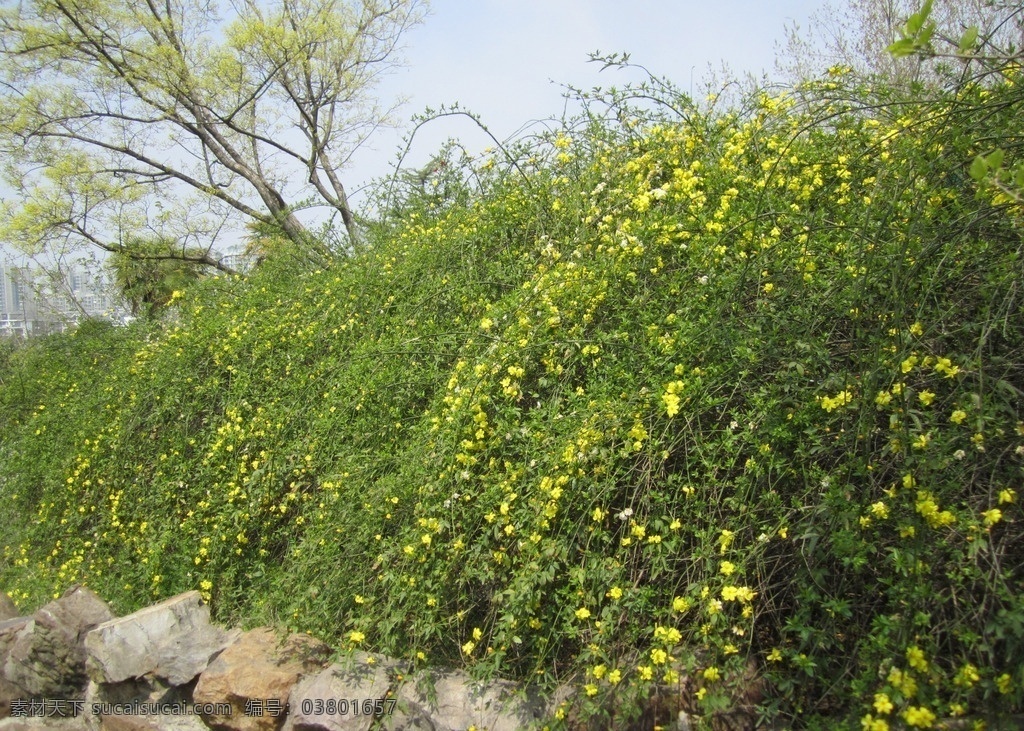 迎春花 黄色的迎春花 三月迎春 春暖花开 花草 生物世界 唯美背景图片 风景