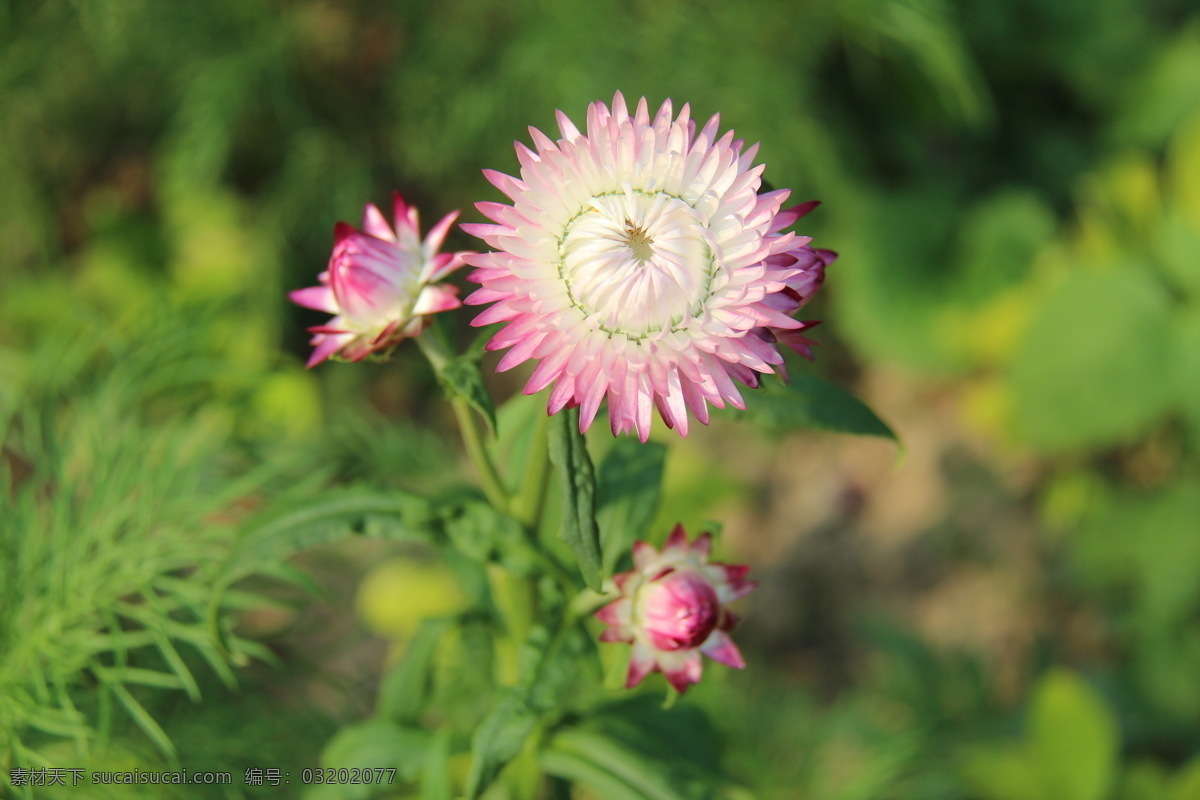 蜡菊 花 植物 绿植 生物 摄影图片 生物世界 花草