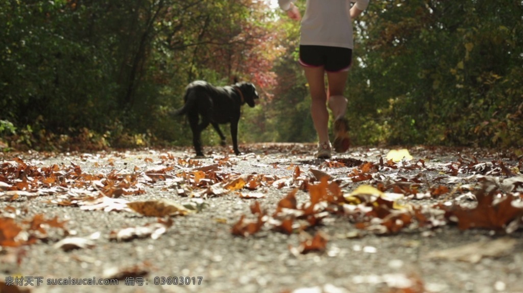 公园 慢跑 散步 运动 高清视频拍摄 满地落叶 女士 小狗