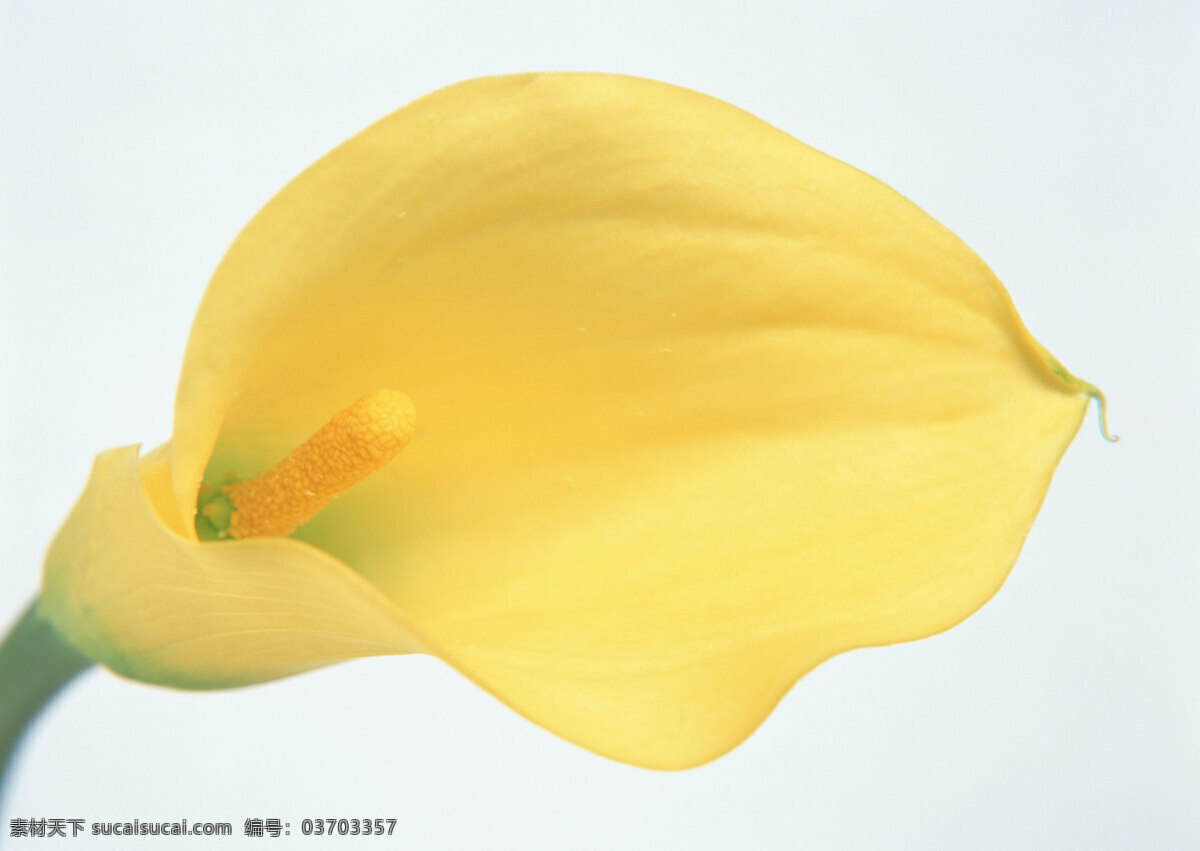 花卉 特写 花朵 黄色 鲜花