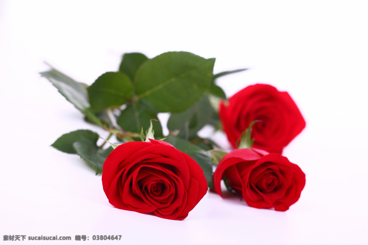 三 朵 艳丽 鲜红 玫瑰花 红玫瑰 美丽鲜花 漂亮花朵 花卉 鲜花摄影 花草树木 生物世界 白色