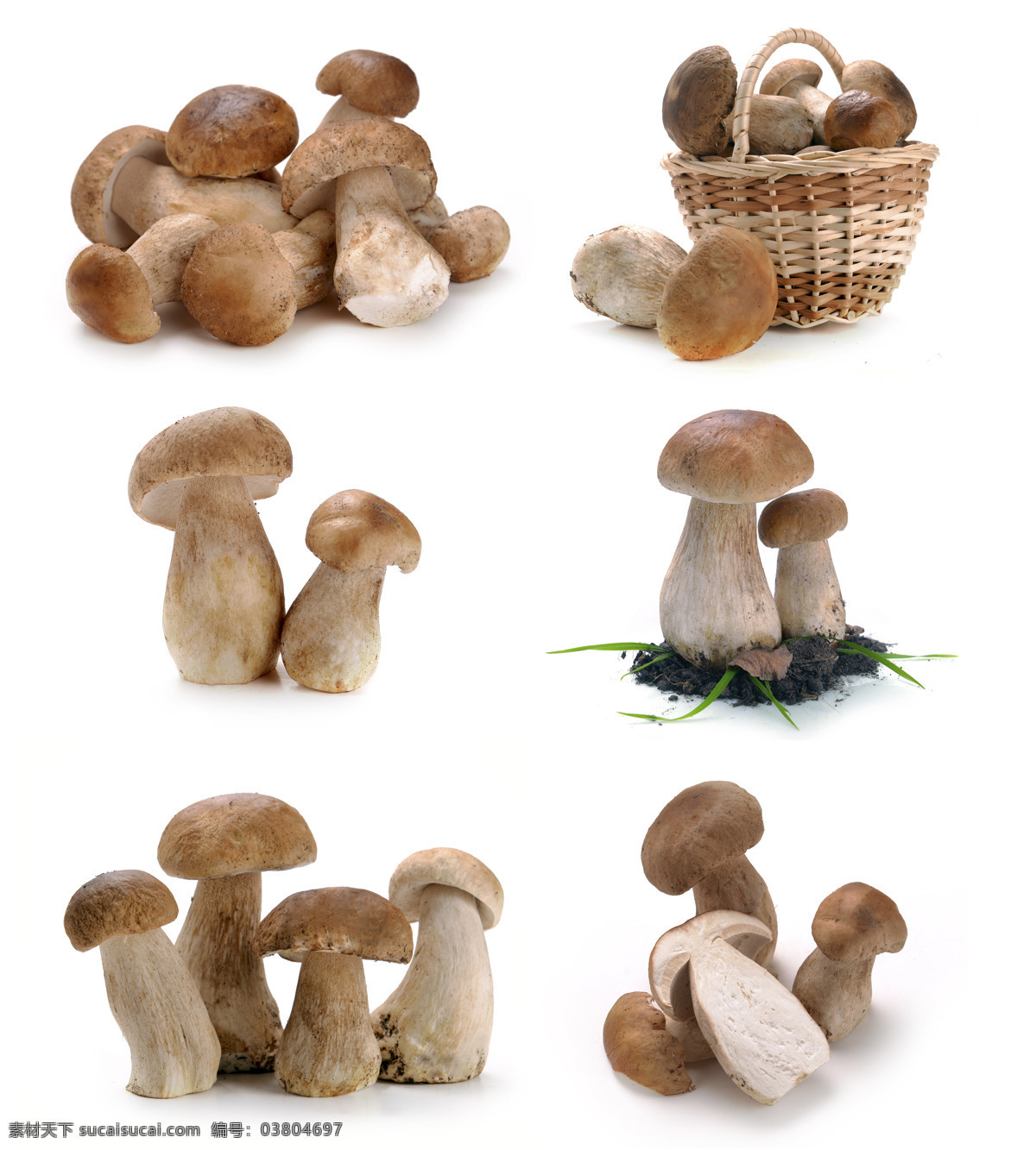 新鲜蘑菇摄影 新鲜 蘑菇 食物 蔬菜 餐厅美食 篮子里的蘑菇 香菇 食材原料 水果蔬菜 餐饮美食 白色