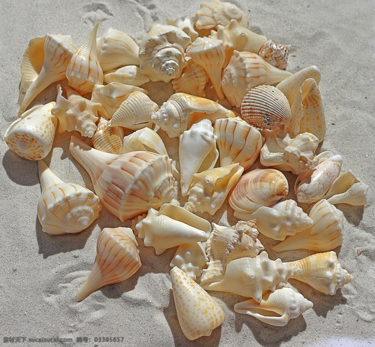 高清海 螺贝 壳 海螺贝壳 海壳 贝壳 干贝壳 海螺壳