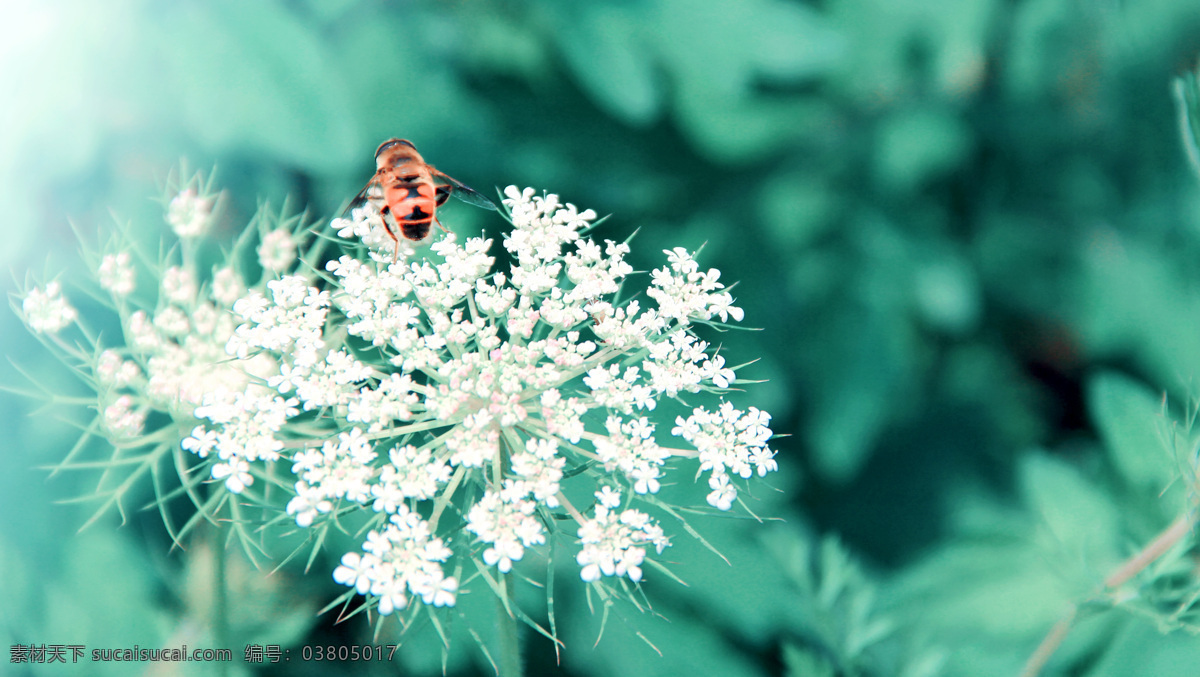 蜜蜂 白花 昆虫 生物世界 青色 天蓝色