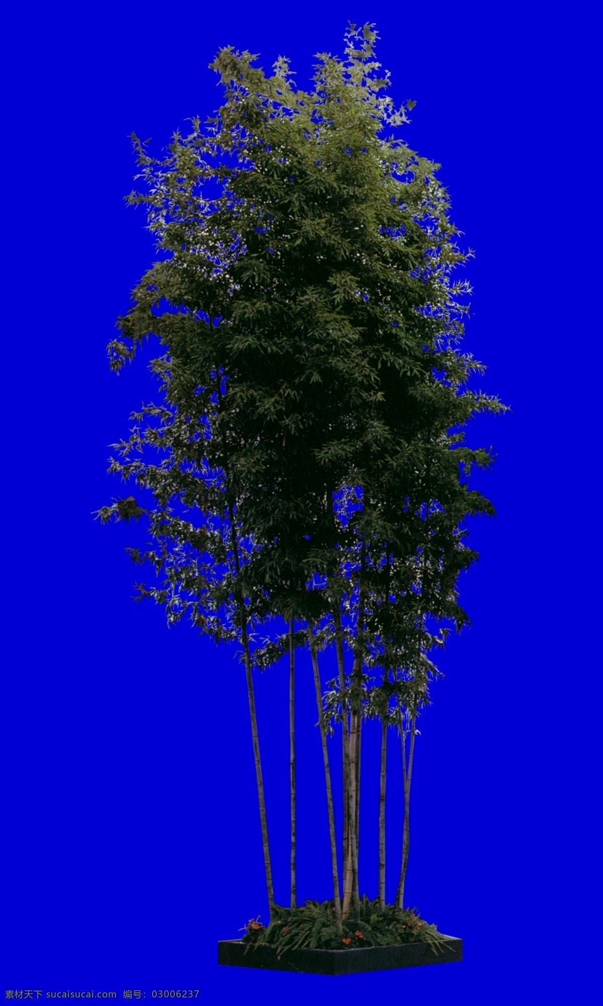 小树配景素材 小树 配景素材 园林植物 园林 建筑装饰 设计素材 tga 蓝色