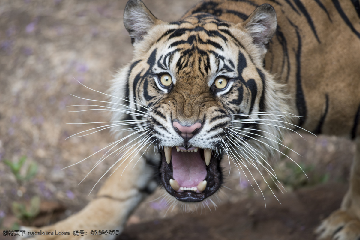 凶猛的老虎 唯美 炫酷 老虎 动物 可爱 虎 野生 野生动物 生物世界