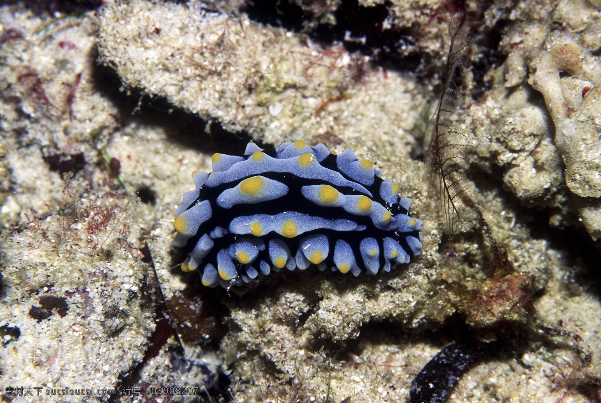 深海免费下载 安静 海胆 海底世界 海星 礁石 潜水员 珊瑚 深海 生物 水母 鱼群 探秘 鱼 生物世界