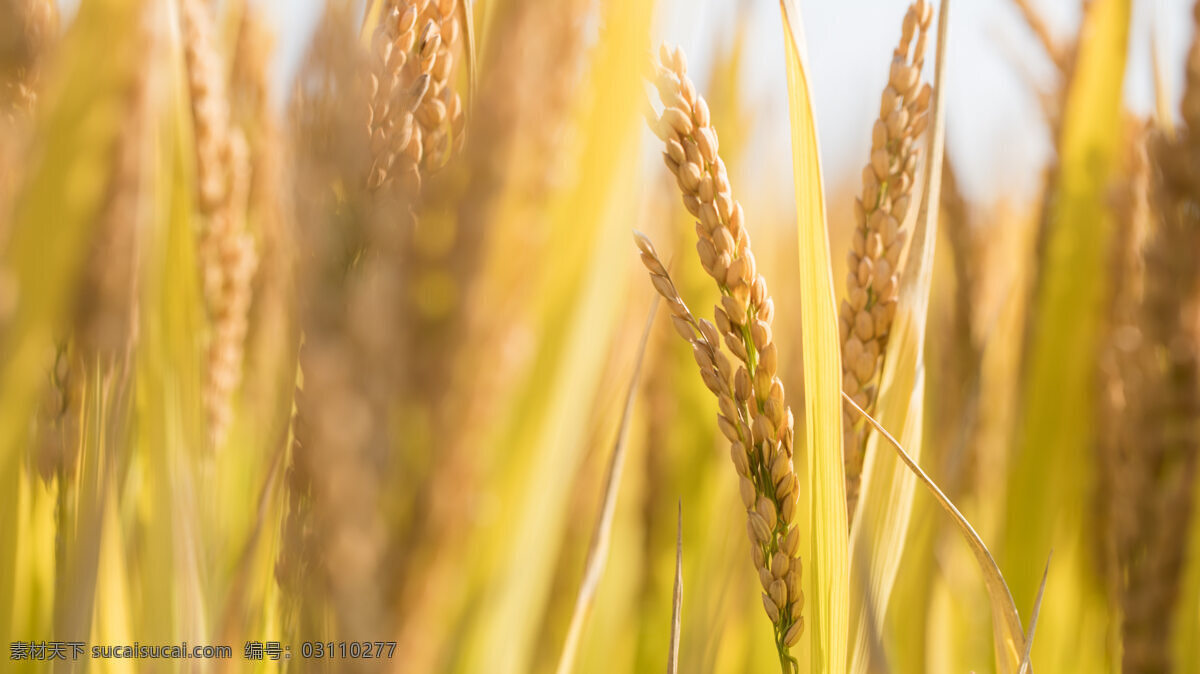 金黄的小麦 麦子 麦田 麦地 麦穗 青青的麦子 农作物 庄稼 金黄的麦穗 小麦地 农产品 粮食作物 小麦摄影 小麦图片 田园风光 生物世界 其他生物