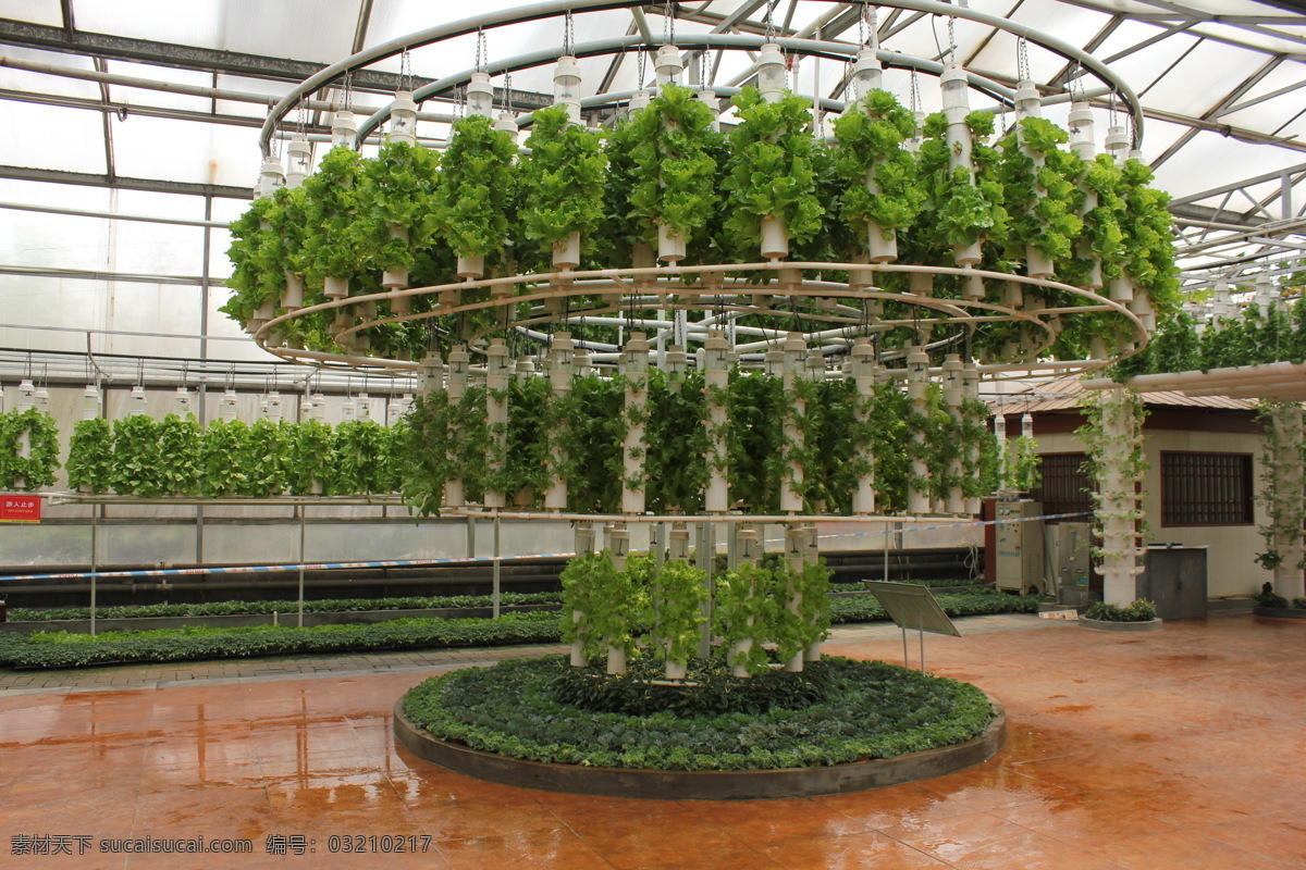 垂 吊式 气雾 栽培 寿光 蔬菜 博览会 无土栽培 绿色植物 绿色蔬菜 生物世界