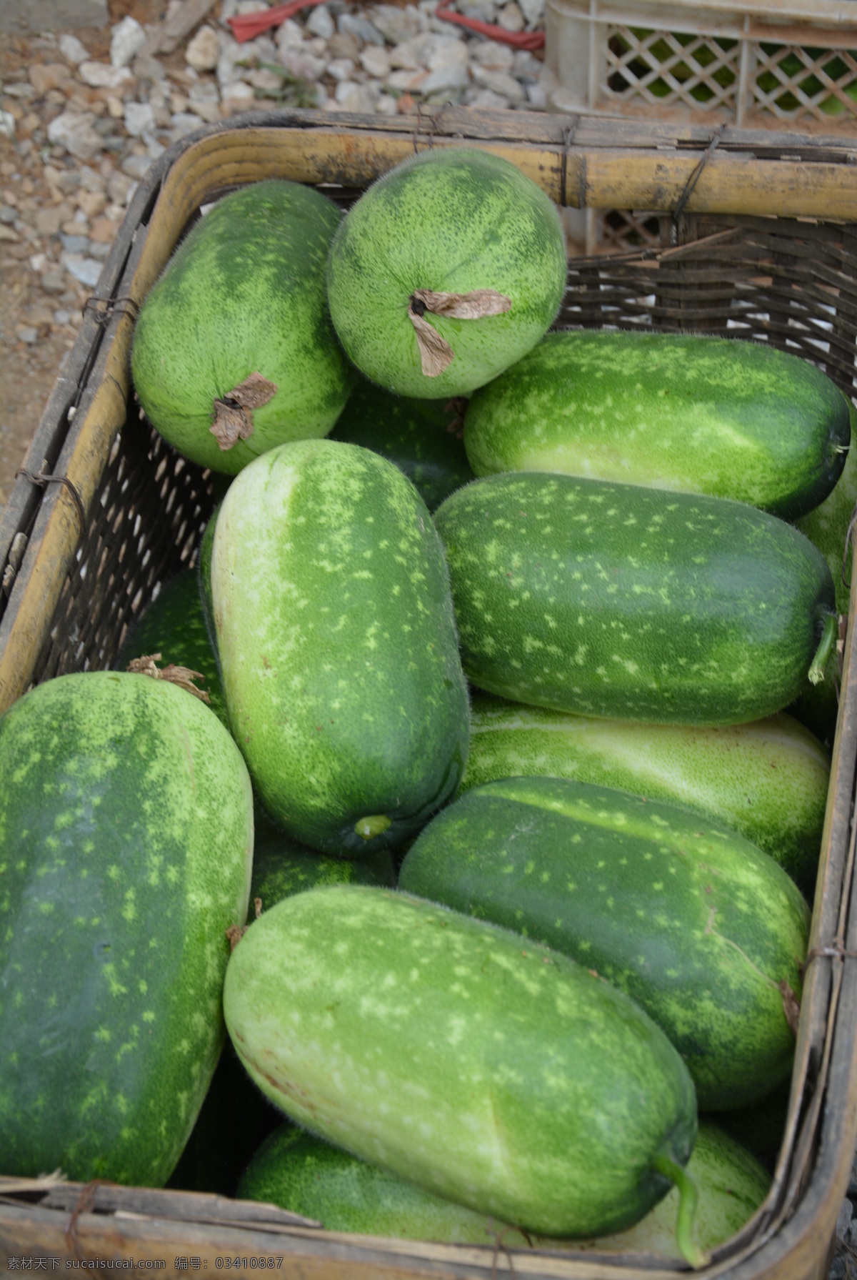 冬瓜 新鲜 蔬菜 营养 生物世界
