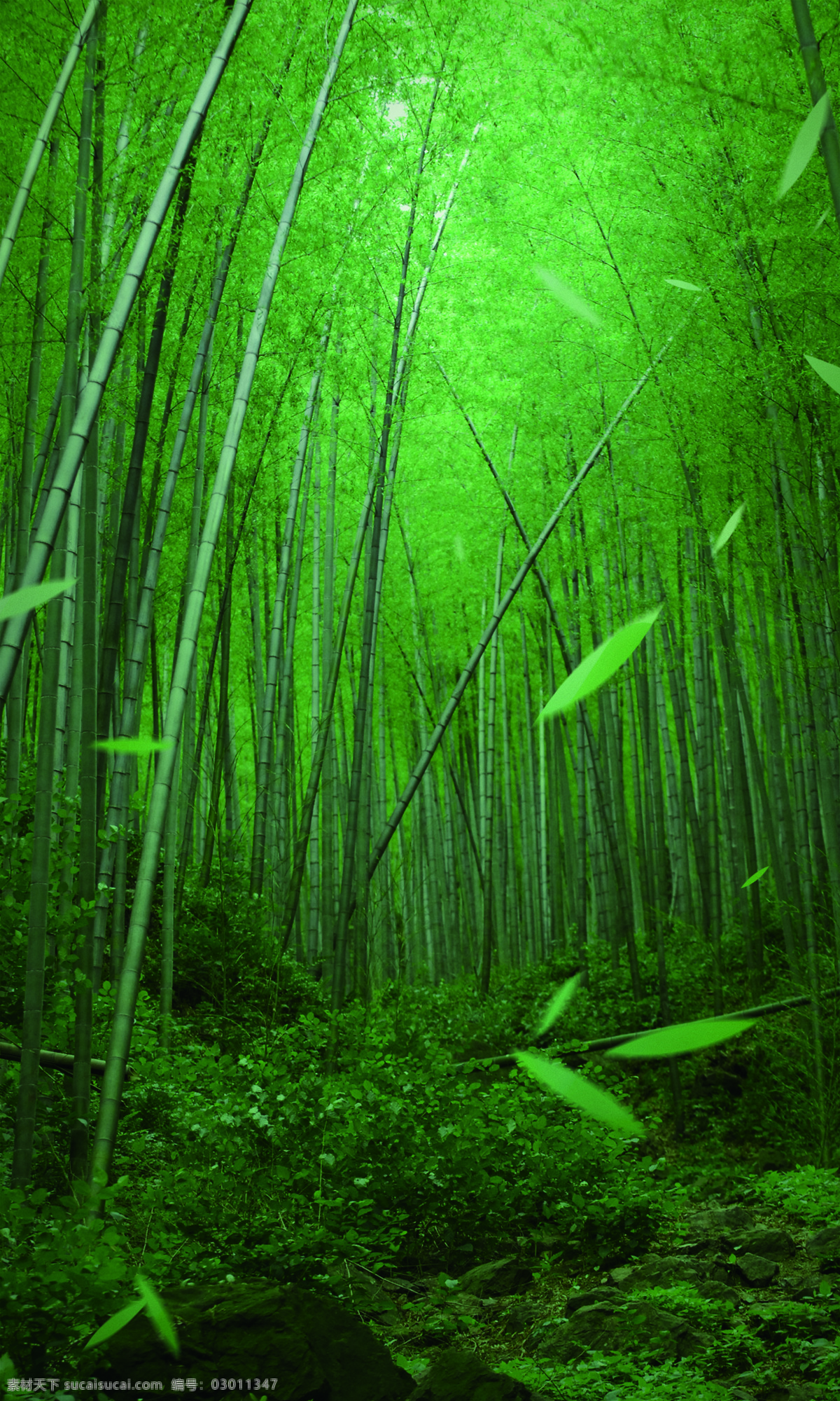 竹林 树 绿 风景 树木