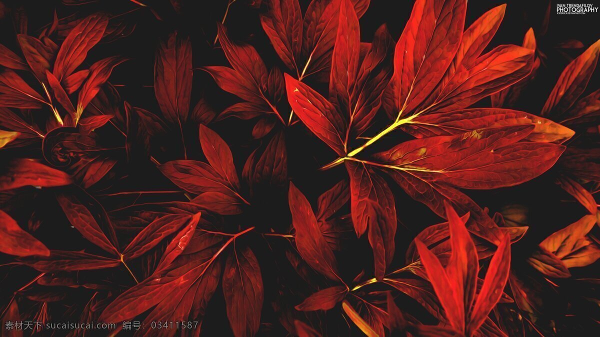 红色树叶 红色 树叶 树枝 桌面 背景 摄影专辑 生物世界 树木树叶