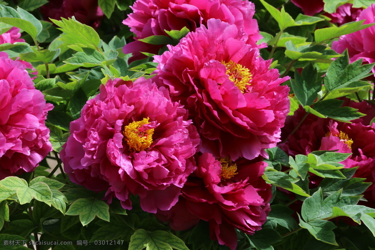 牡丹花 牡丹 观赏花卉 鼠姑 木芍药 百雨金 洛阳花 花朵 花瓣 花蕊 花卉 花儿 花草 植物 园林绿化 绿化景观 芍药牡丹 生物世界