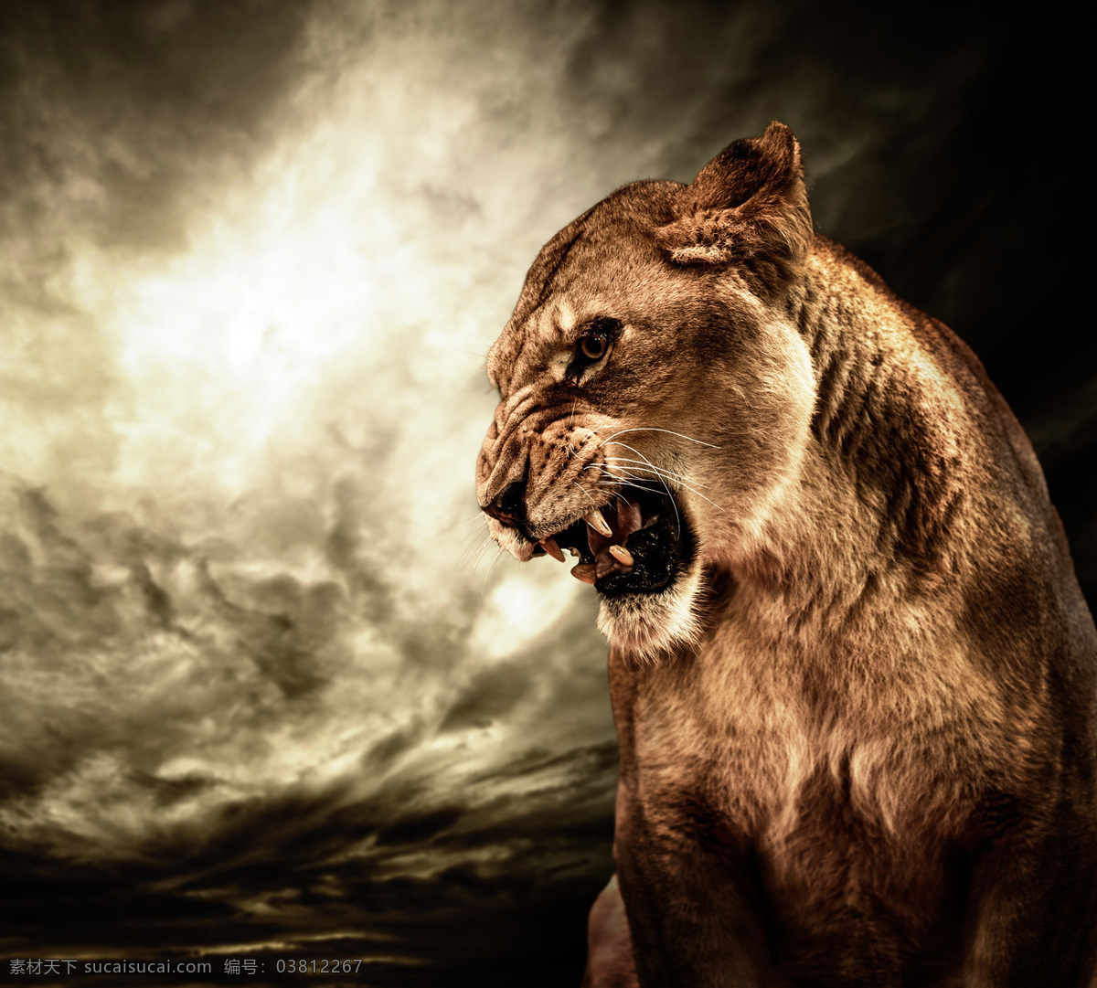凶猛 狮子 猛兽 动物 陆地动物 生物世界