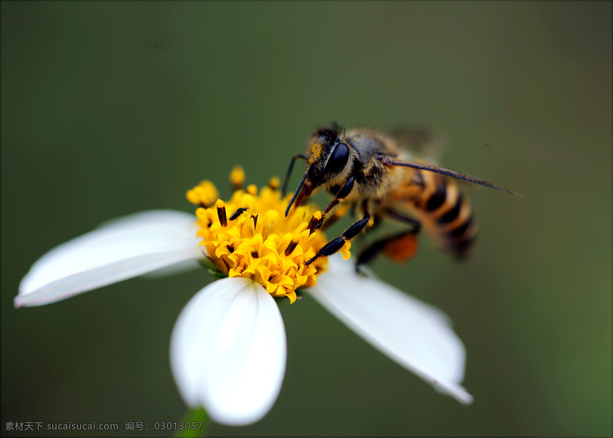 蜜蜂 采蜜 花 海报 生物世界 花草