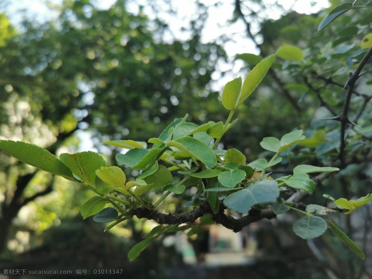 绿色花椒 绿色 花椒 香料 植物 自然 花椒树 鲜花椒 麻椒 麻椒树