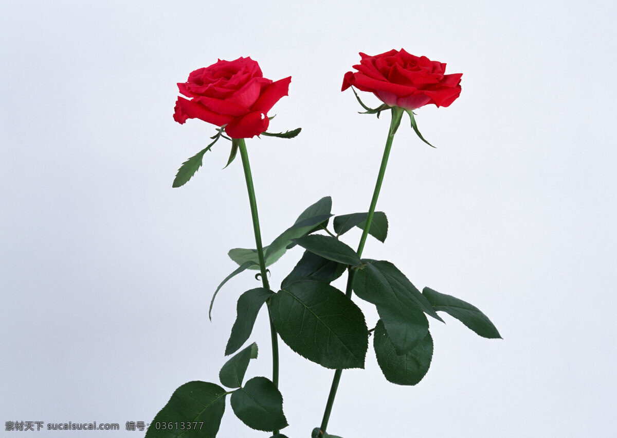 花免费下载 插花 插花艺术 高清花朵 花 花朵 花朵花束 浪漫花朵 玫瑰 情人节花 水珠 鲜花装饰 节日素材 情人节七夕