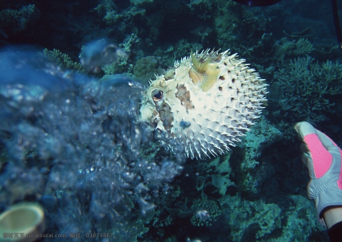 海洋生物 蓝色海洋 海底鱼类 海水 海底鱼群 珊瑚 海藻海草 海底摄影 海底世界 海底生物 海洋世界 海底奇观 图素动植物类 生物世界