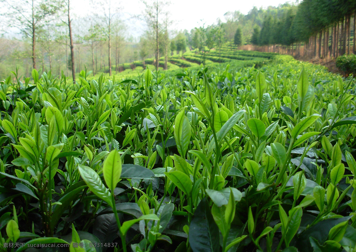 茶叶 绿色的茶叶 植物素材 茶树 茶场 绿色植物 树木树叶 生物世界 美景