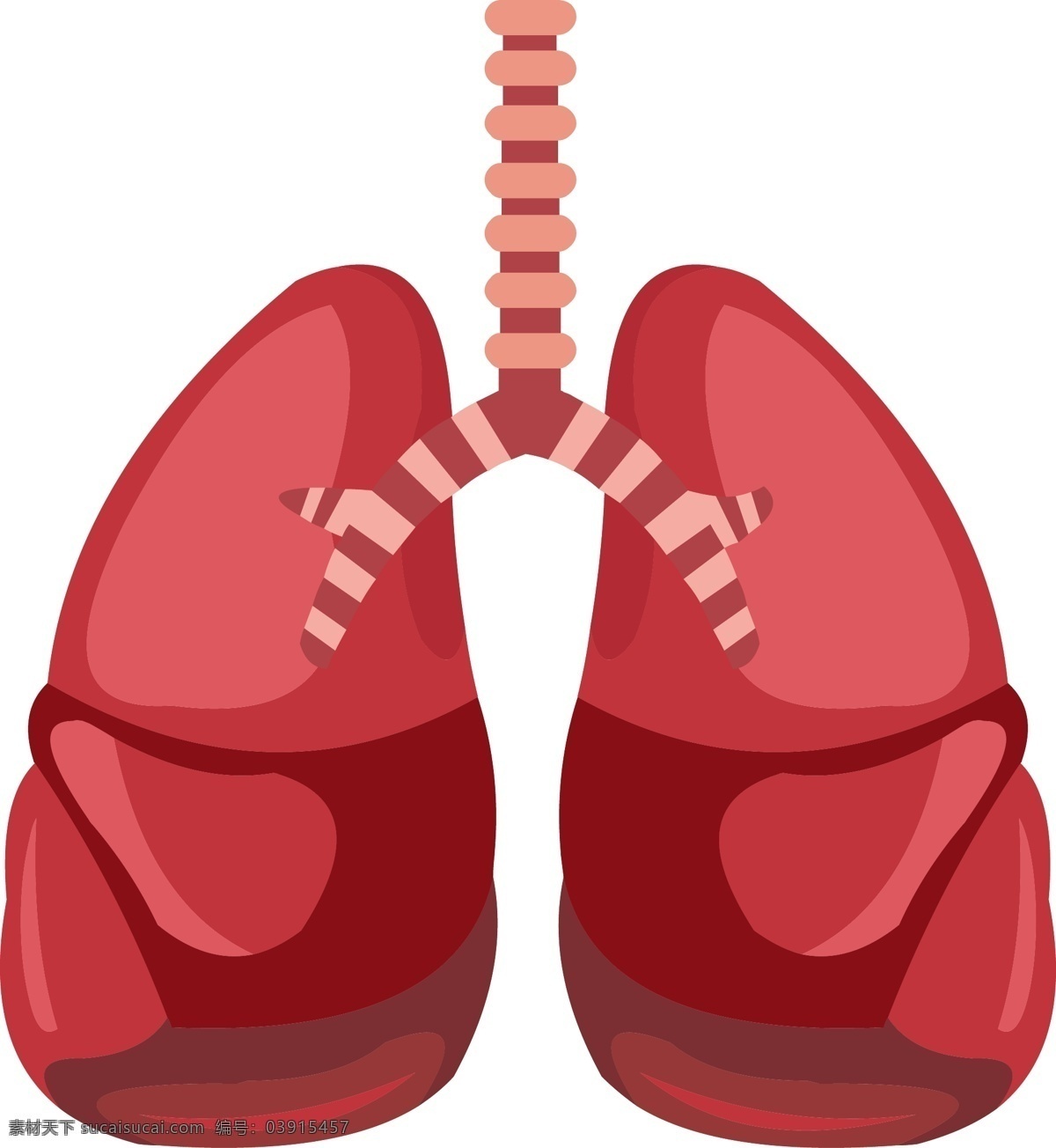 红色 手绘 人体 器官 肺 矢量 免 抠 肺结构 器官结构 手绘器官 人体器官 矢量器官 器官图 五脏六腑 脏器 卡通器官