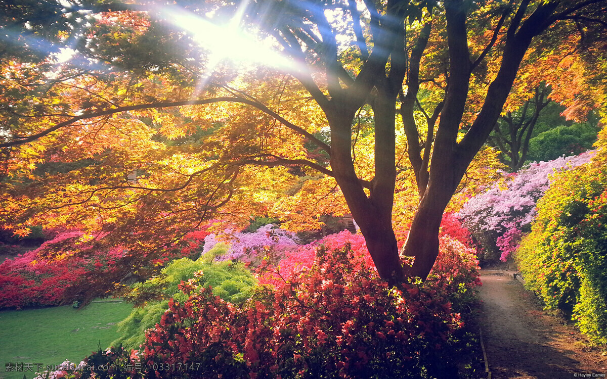 唯美 树林 风景 公园 树木 花园 花草 植物