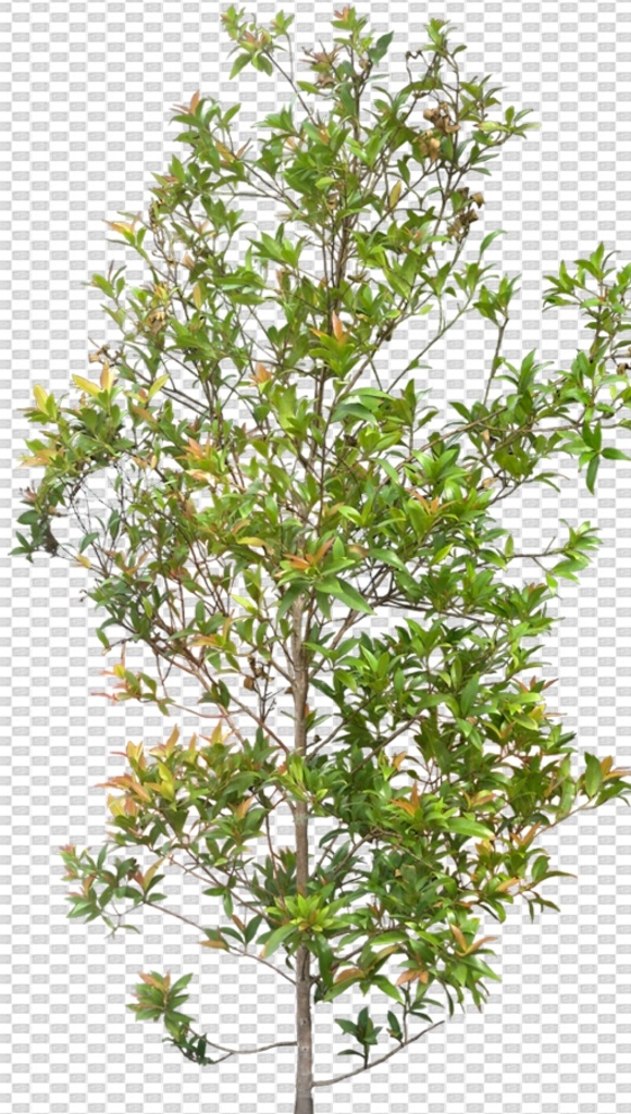 透明 底 植物 透明底植物 藤条 树 ps后期 ps后期素材 园林素材 景观素材 树枝 psd分层图 透明底花艺 绿植 免抠图 分层图 图层 透明背景 植物透明底 分层