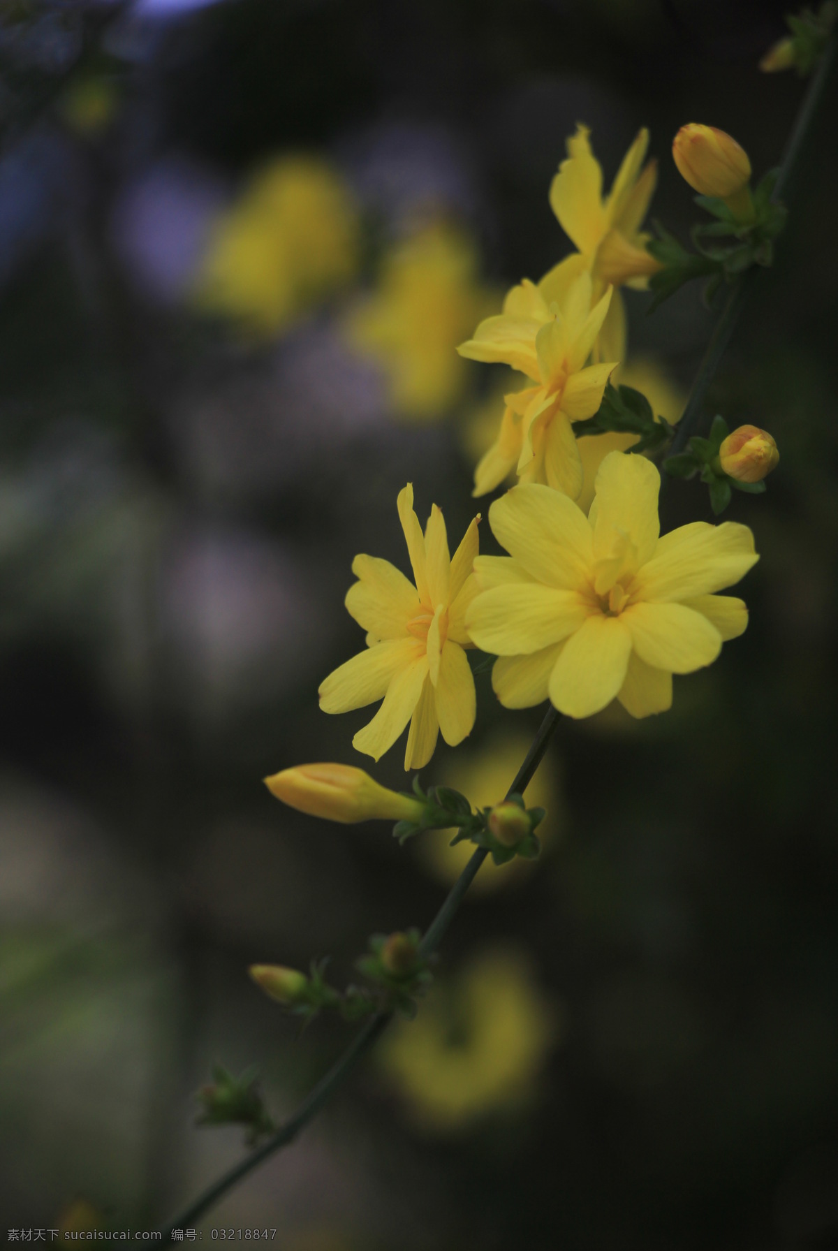 迎春花 生物 植物 自然 黄色 花朵 花草 生物世界