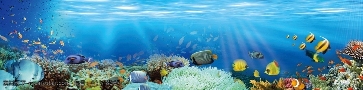 海底世界 各种鱼 热带鱼 珊瑚 礁石 海水 鱼群
