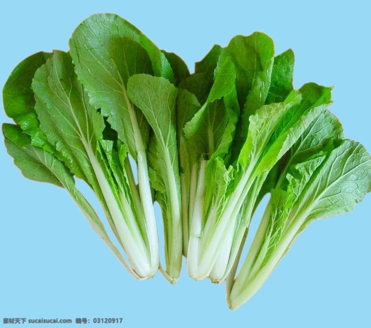 小白菜图片 健康 小白菜 食物 蔬菜 小白菜素材