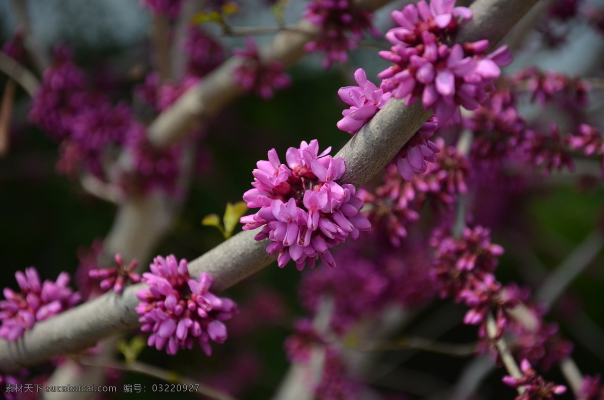 紫荆 花卉 满条红 春季 先花 后叶 簇生 枝上 玫瑰红色 花卉系列 花草 生物世界