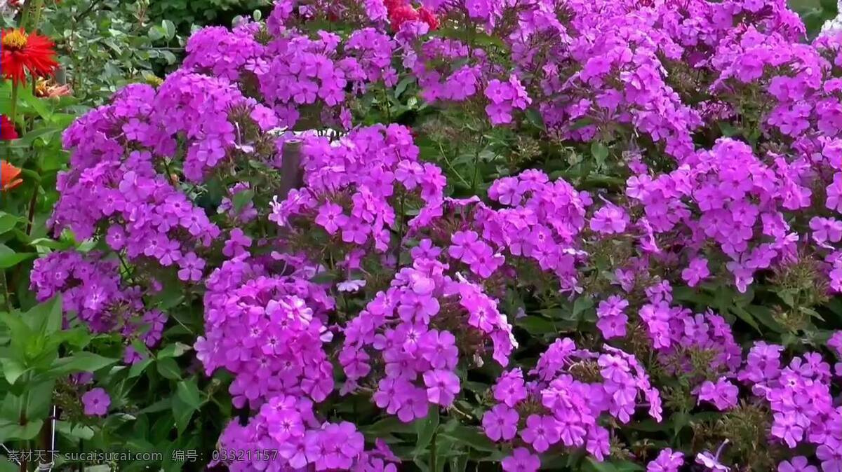 鲜花 开放 视频 花朵 花儿 鲜花开放 花