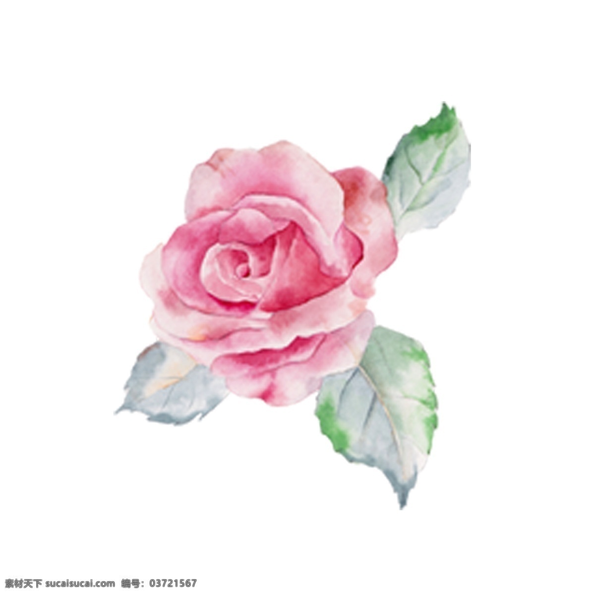 粉红 玫瑰花 朵 元素 花朵