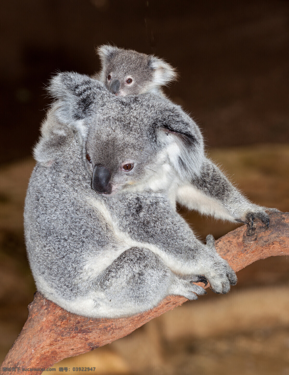 考拉 树袋熊 澳大利亚国宝 koala 澳洲野生动物 生物世界 野生动物