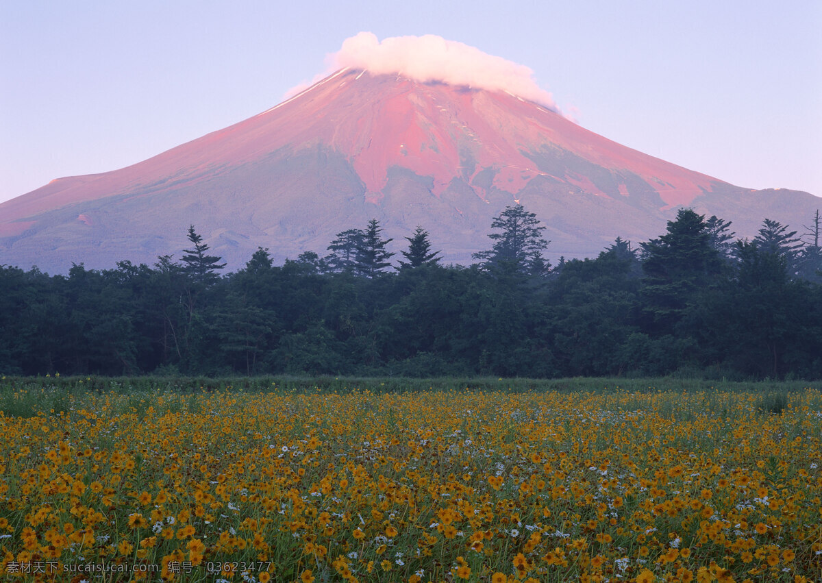 富士山 日本 雪山 旅游 国外旅游 37樱花 自然景观 自然风景 灰色