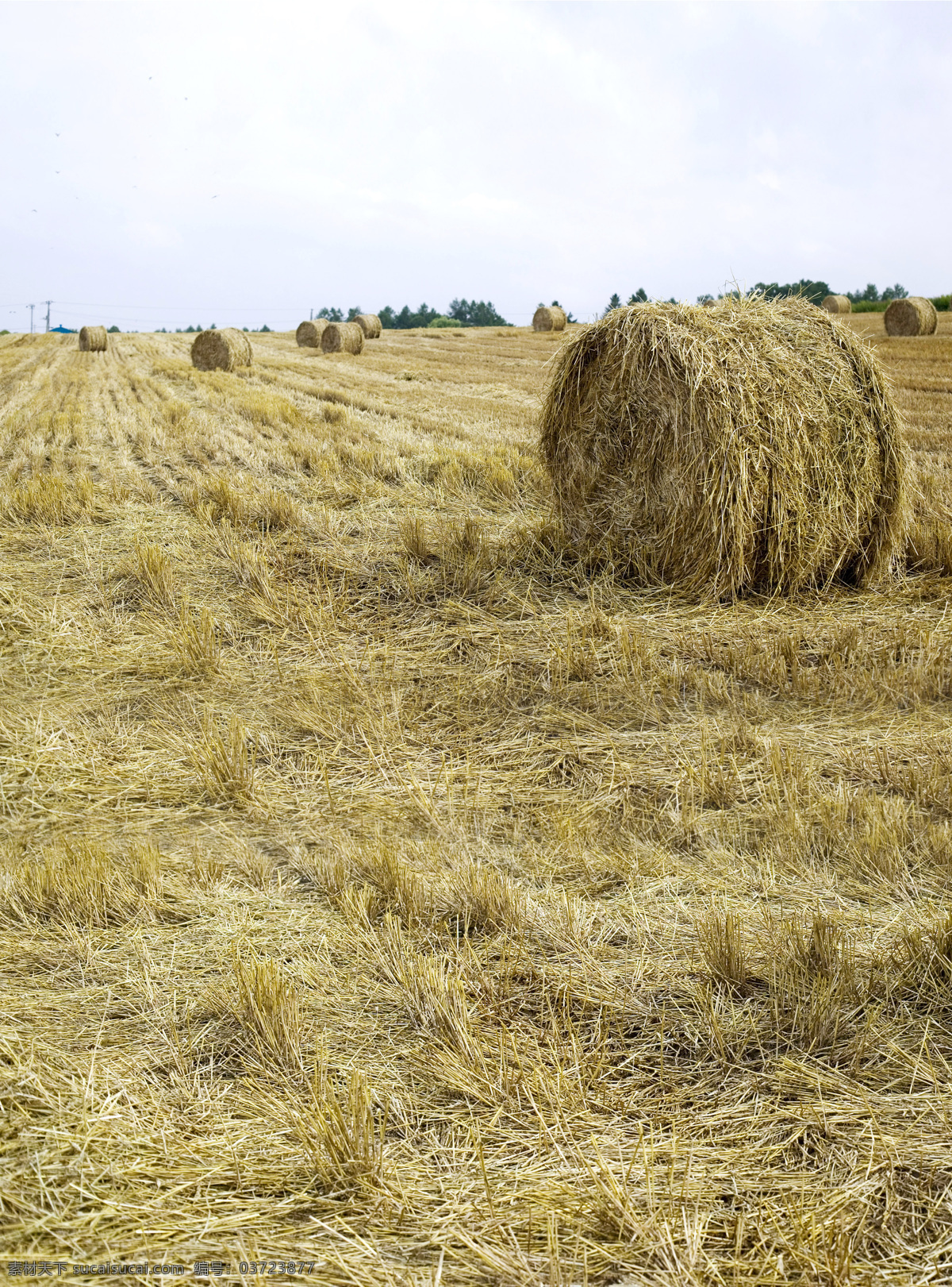 麦田 收割 丰收 麦秆 麦秸 田野 麦垛 麦 夏天 麦秸团 麦团 壁纸 wheat straw 农田 麦场 麦地 庄稼地 生物 小麦 麦子 摄影图 自然景观 田园风光