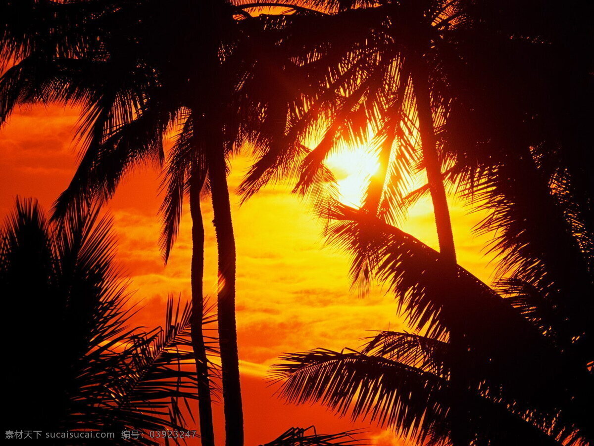 黄昏 海边 椰子树 高清 夕阳 落日 余晖