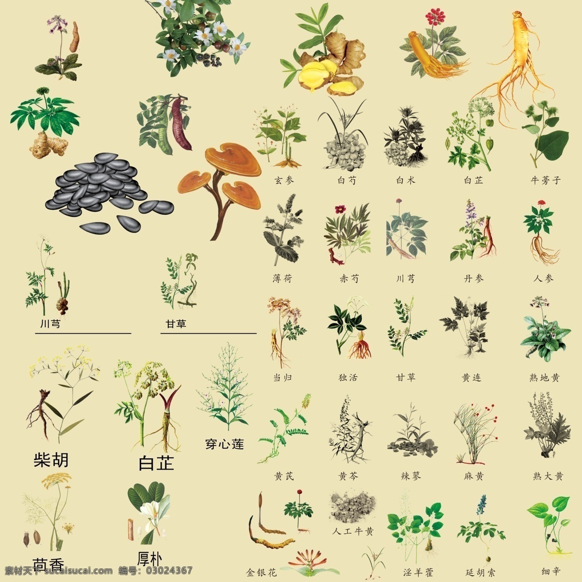 中草药素材图片下载-素材编号03024367-素材天下图库