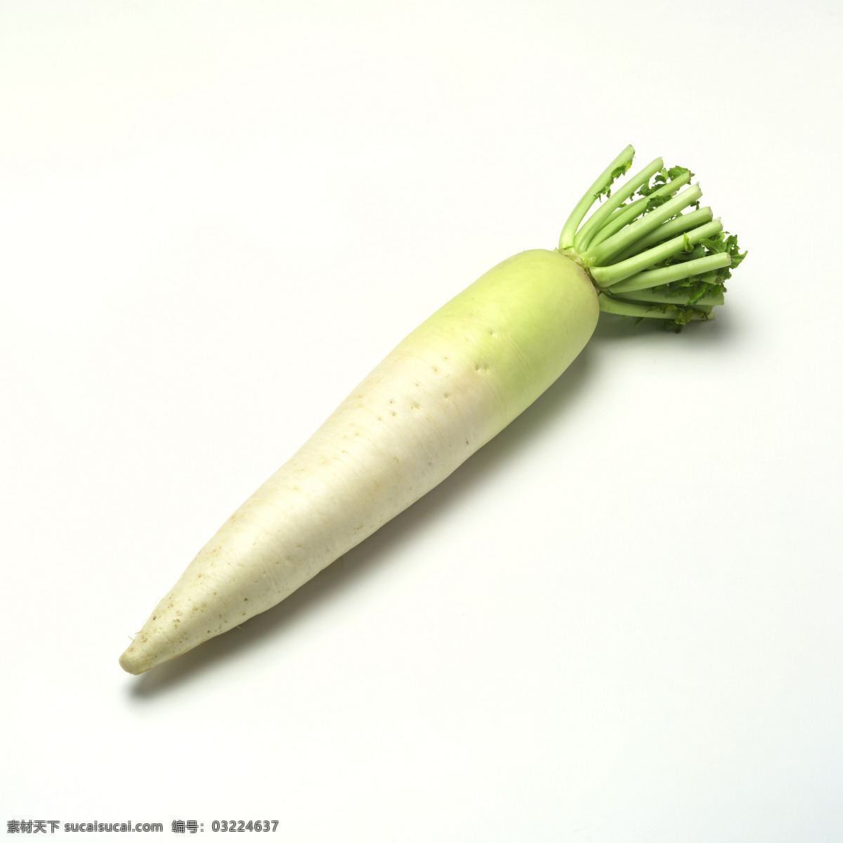 萝卜 蔬菜 青萝卜 食材 生物世界
