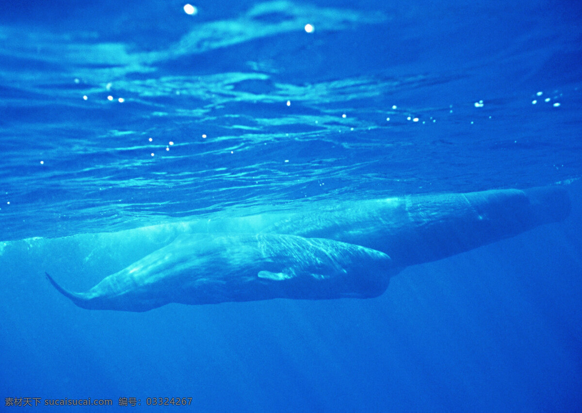 鲸鱼 动物世界 生物世界 海底生物 大海 水中生物