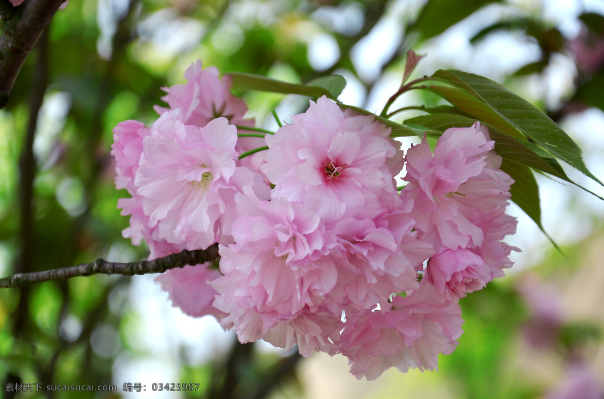 樱花 花朵 粉花 照片 一束花 自然景观 自然风景