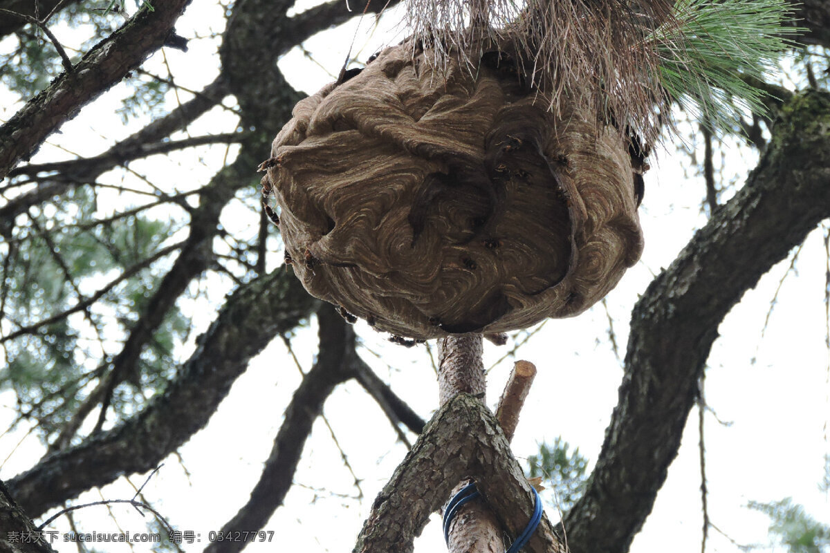 树上的马蜂巢 马蜂 胡蜂 马蜂包 马蜂巢 蜂巢 蜂蛹 生物世界 昆虫